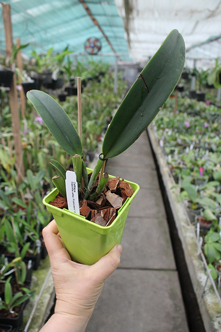 Cattleya maxima alba 'Francisco' x maxima alba 'Paloma'.jpg