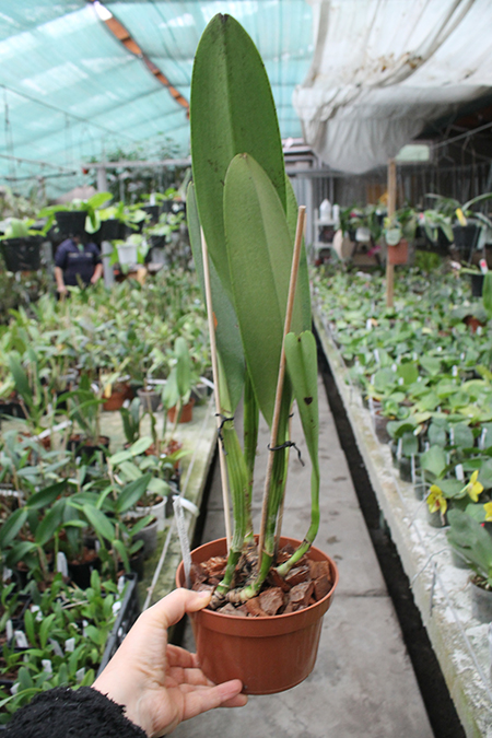 Cattleya warscewiczii 'Bedford' x 'Canasgordas'.jpg
