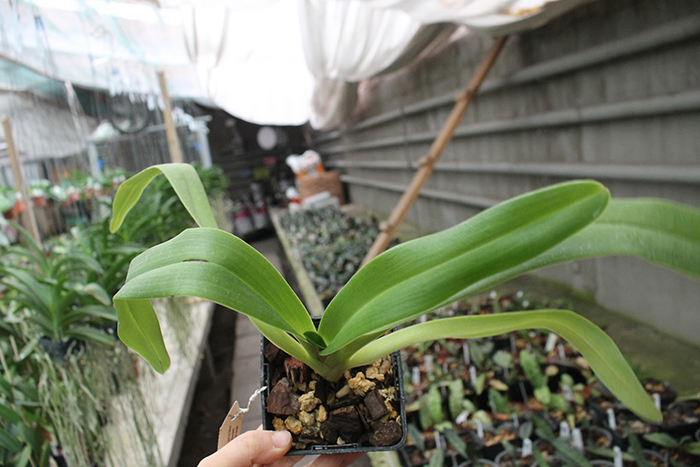 Paphiopedilum Mercatelii (stonei x lowii).jpg