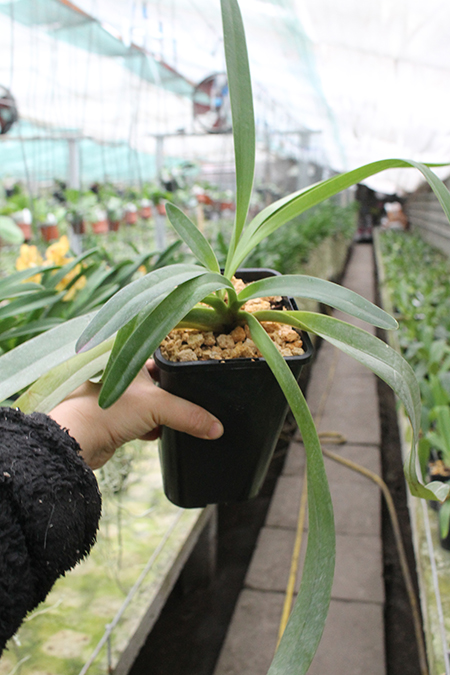 Paphiopedilum Julius Orchidfactory (rothschildianum x lowii).jpg