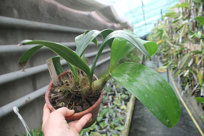 Inobulbum munificum.jpg