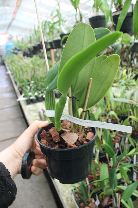 Cattleya gaskelliana coerulea 'Vista Linda' (Z-360) x Cattleya gaskelliana coerulea 'Boas Vista' (Z-360).jpg