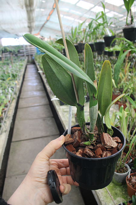 Cattleya gaskelliana coerulea x sibling (H&R).jpg