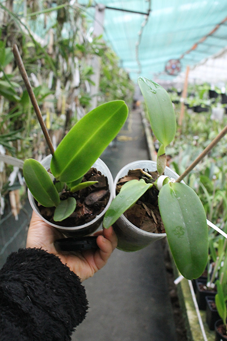 Cattleya warneri concolor escura 'Blumenfest' x warneri concolor 'Z-300' XXX.jpg