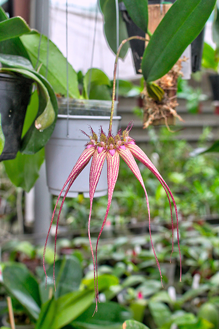 Bulbophyllum Elizabeth Ann.jpg