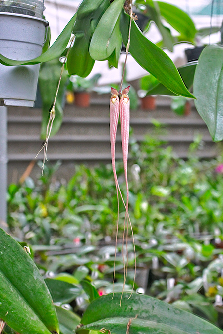 Bulbophyllum longissimum.jpg