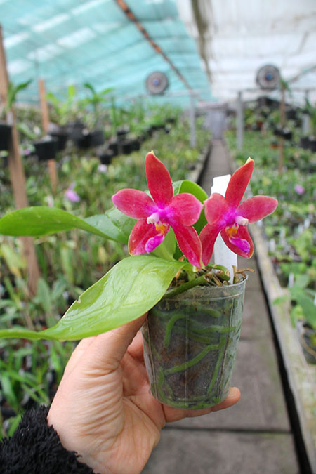 Phalaenopsis speciosa 'SWR -38' x Mituo King Bellina '126'.jpg