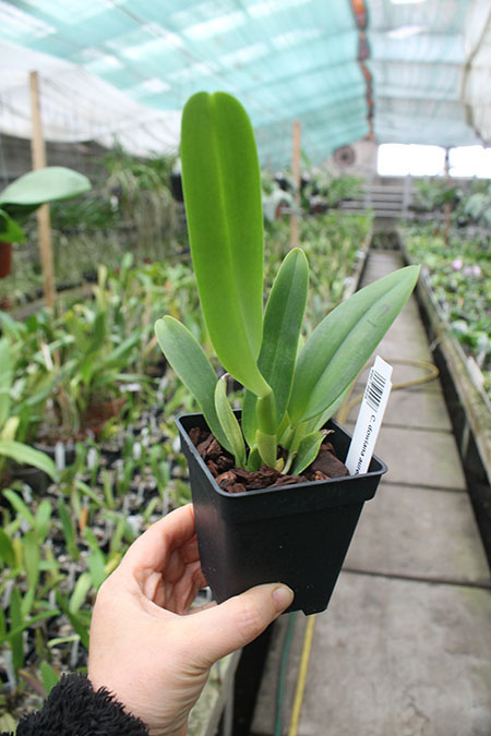 Cattleya dowiana.jpg