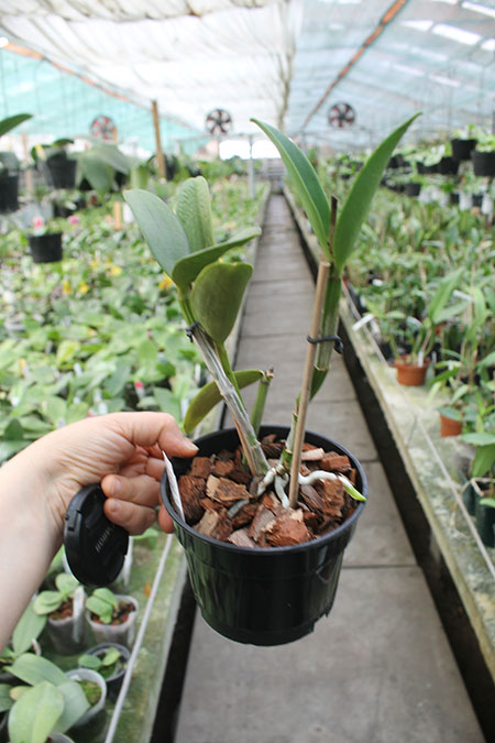 Cattleya Green Emerald 'Orchid Queen'.jpg