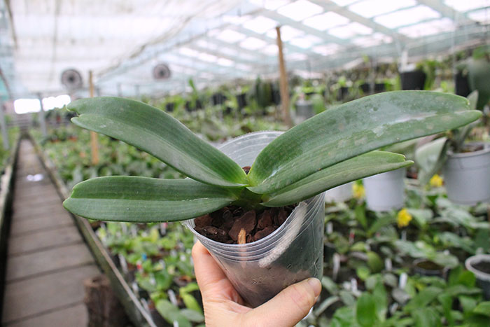 Rhynchostylis gigantea Orange.jpg