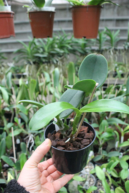 Cattleya violacea semi-alba flamea.jpg