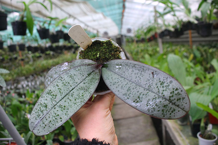 Phalaenopsis (schilleriana 'M608' x sanderiana 'Big Pink').jpg