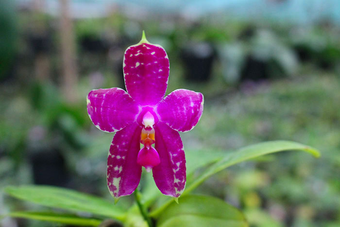 Phalaenopsis LD's Bear King 'YK-14' x Miro Super Star.jpg