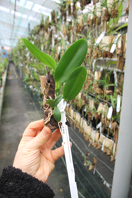 Laelia pumila (vinho 'Vinho' x oculata 'Imperatriz').jpg