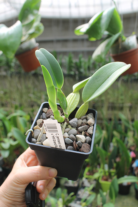 Cattleya jenmanii rubra ('HR Red Lip' x 'HR Grand Ruby').jpg