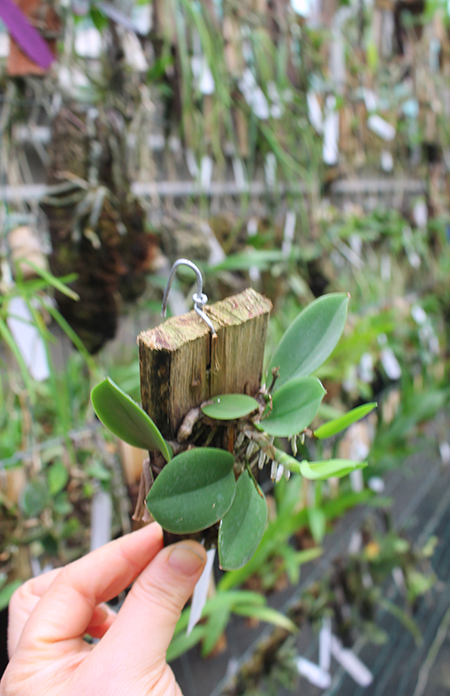 Meiracyllium trinasutum.jpg