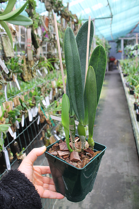 Laelia crispa carnea 'Mignon' x self.jpg