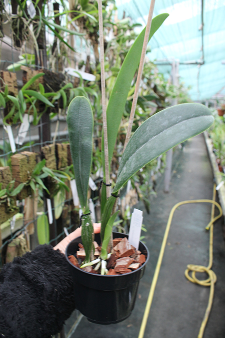 Cattleya mendelii x sib.jpg