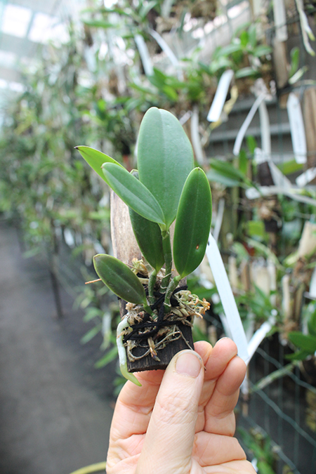 Cattleya aclandiae tipo 'Oxente' x dark 'Rainha da bateria'.jpg