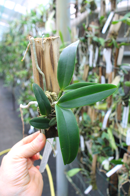 Cattleya aclandiae aurea 'Luiza' x albescens (Caliman).jpg
