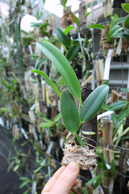 Laelia praestans ('Lena' x 'Edelweiss').jpg