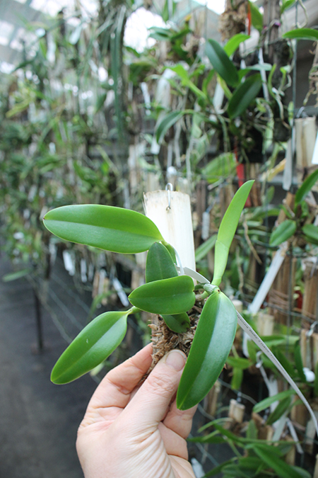 Laelia praestans (escura 'Bella' x rubra 'Tormenta').jpg
