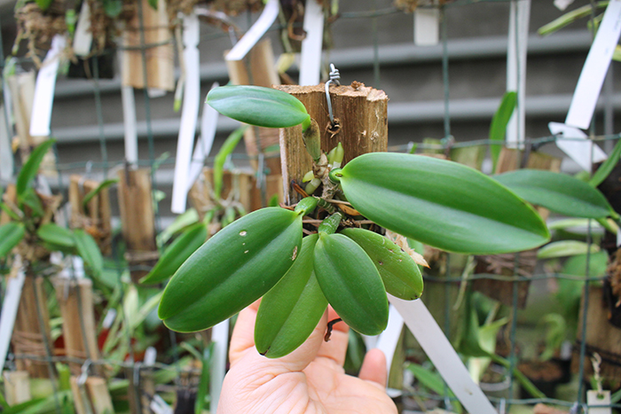 Laelia praestans (escura 'Safira' x 'California Star').jpg