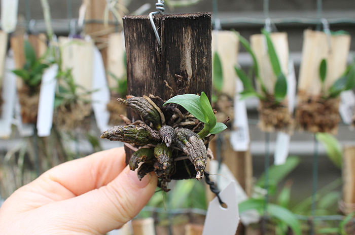 Dendrobium bellatulum.jpg