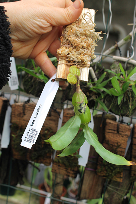 Dendrobium sulcatum.jpg