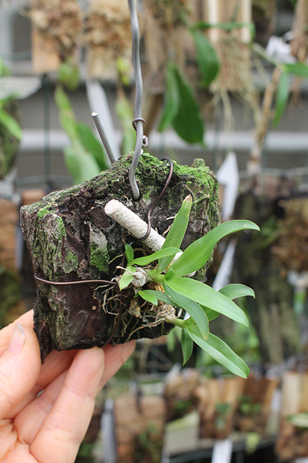 Dendrobium peguanum.jpg