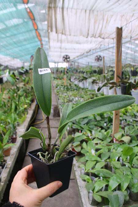 Cattleya maxima coerulea 'Hector'.jpg