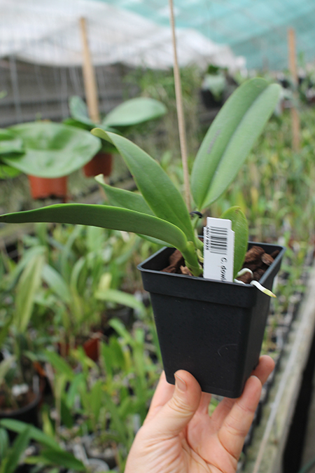 Cattleya dowiana (Hui Yun).jpg