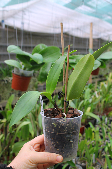 Cattleya dowiana.jpg