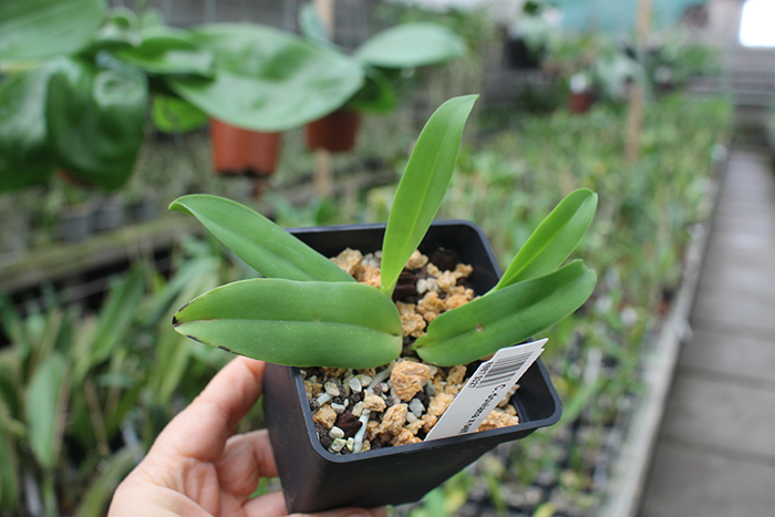 Cattleya dowiana 'Rosita'.jpg