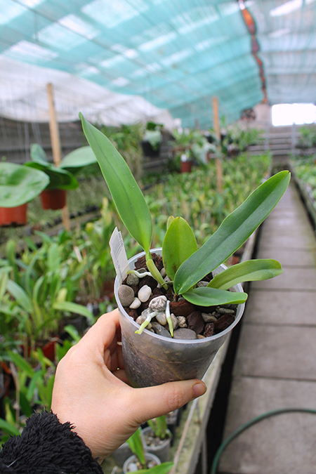Cattleya dowiana aurea.jpg