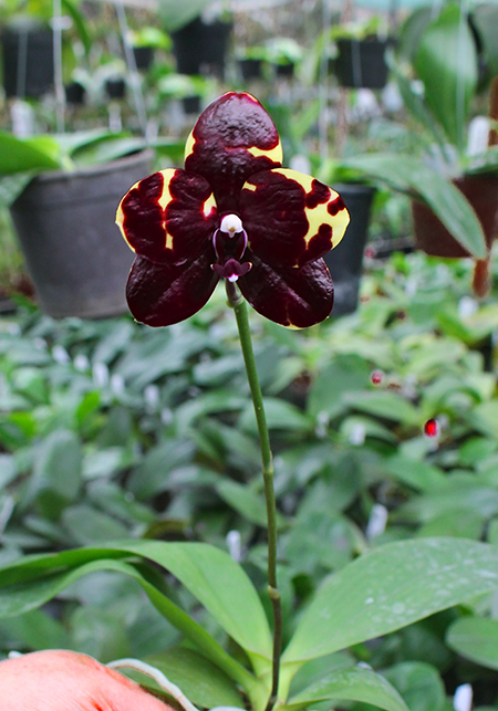 Phalaenopsis Diamond Beauty '1202' x Ld's Bear King 'YK7'.jpg