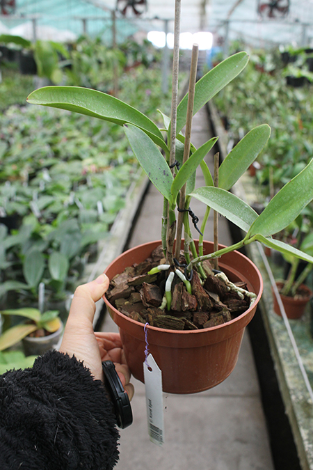 Cattleya Korat Spot.jpg