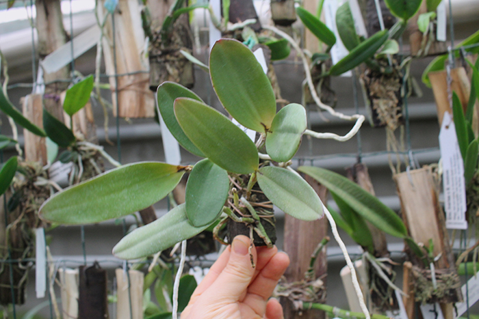 Cattleya schilleriana x Cattleya Peckhaviensis.jpg