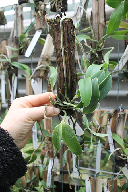 Cattleya aclandiae 'Itaparica' x Cattleya aclandiae 'Mulatinha'.jpg