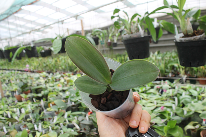 Phalaenopsis stuartiana var nobilis.jpg