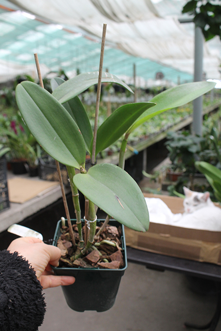 Cattleya amethystoglossa 'Hasegawa'.jpg