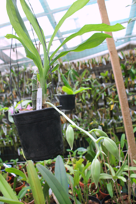 Clowesetum (Raymond Lerner x fuchsii) x Catasetum Orchidglade.jpg