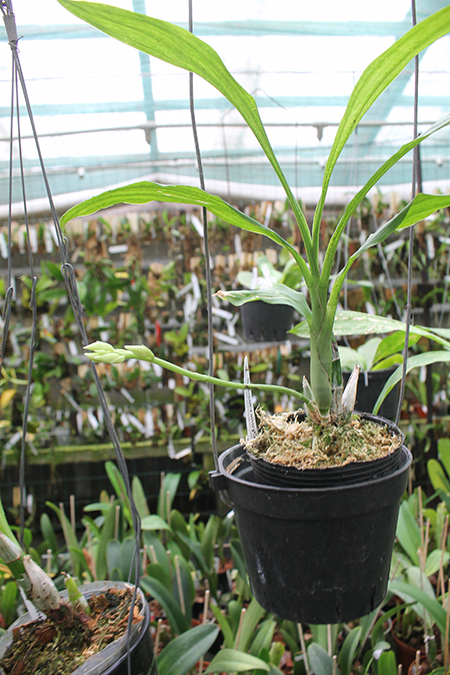 Catasetum Portagee Star 'Brian Lawson's Sunrise' x Catasetum tigrinum 'SVO'.jpg