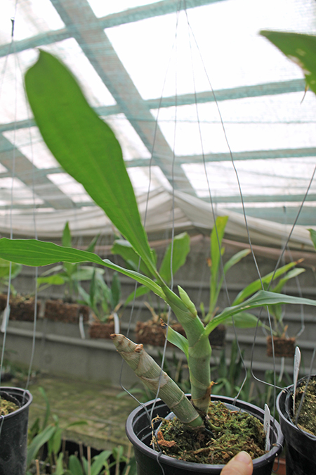 Cycnoches Jumbo Cooper 'SVO' x Cycnoches Alexis Jesus Pardo 'Sleeper Keeper'.jpg