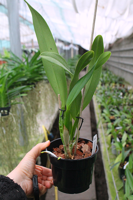 Laeliocattleya Canhamiana coerulea 'Azure Skies'.jpg