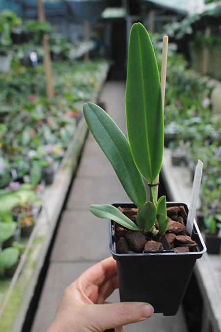 Cattleya trianae 'Mooreana'.jpg