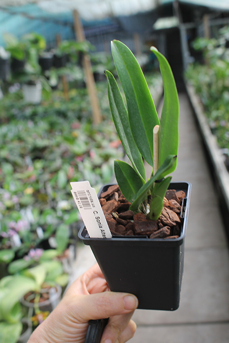 Cattleya Sonia Altenburg.jpg