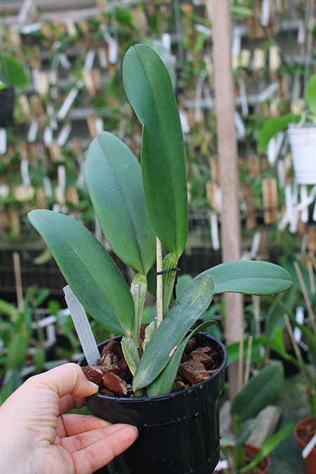 Cattleya Whitei coerulea (warneri coerulea 'Carolina' x schilleriana coerulea 'Moises').jpg