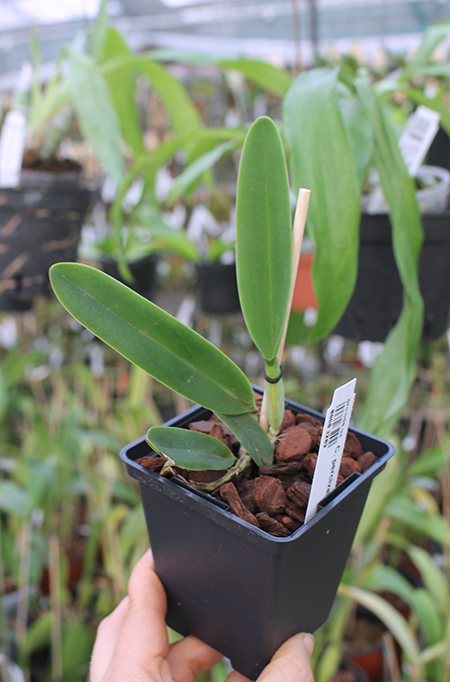 Cattleya percivaliana alba.jpg