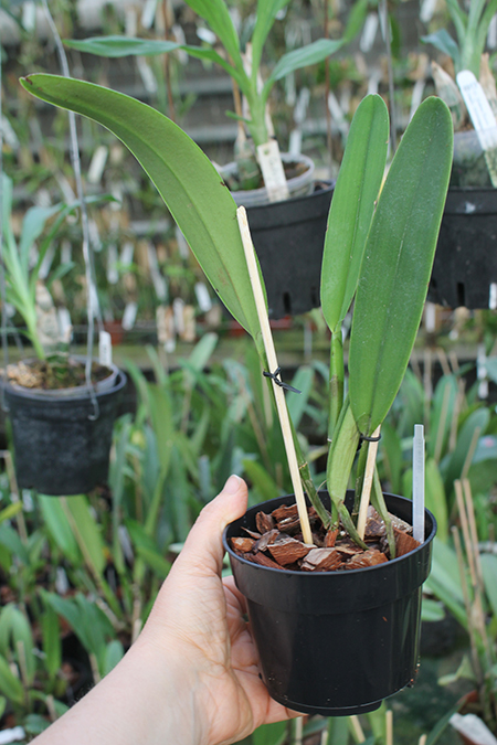 Cattleya maxima coerulea 'Hector'.jpg